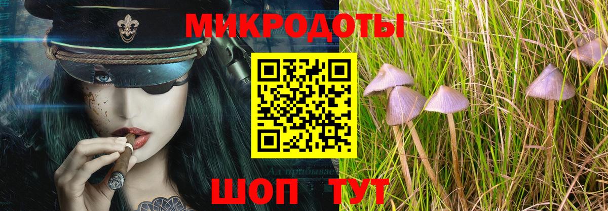 Галлюциногенные грибы Psilocybe Шебекино