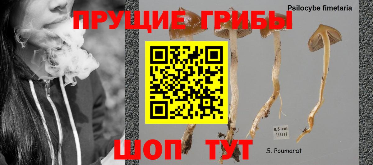 Псилоцибиновые грибы Magic Shrooms  где купить наркоту  Вход с VPN  Шебекино  Галлюциногенные грибы MAGIC MUSHROOMS 